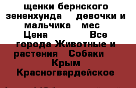 щенки бернского зененхунда. 2 девочки и 2 мальчика(2 мес.) › Цена ­ 22 000 - Все города Животные и растения » Собаки   . Крым,Красногвардейское